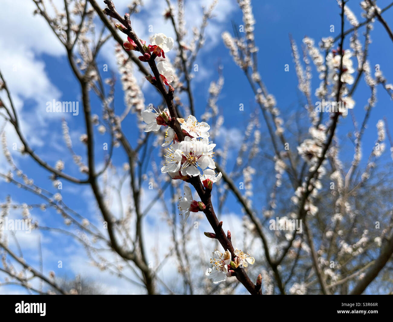 The common apricot (Latin Prunus armeniaca) is a fruit tree, a species from the Apricot (Armeniaca) section of the Plum genus (Prunus) of the Rosaceae family Stock Photo