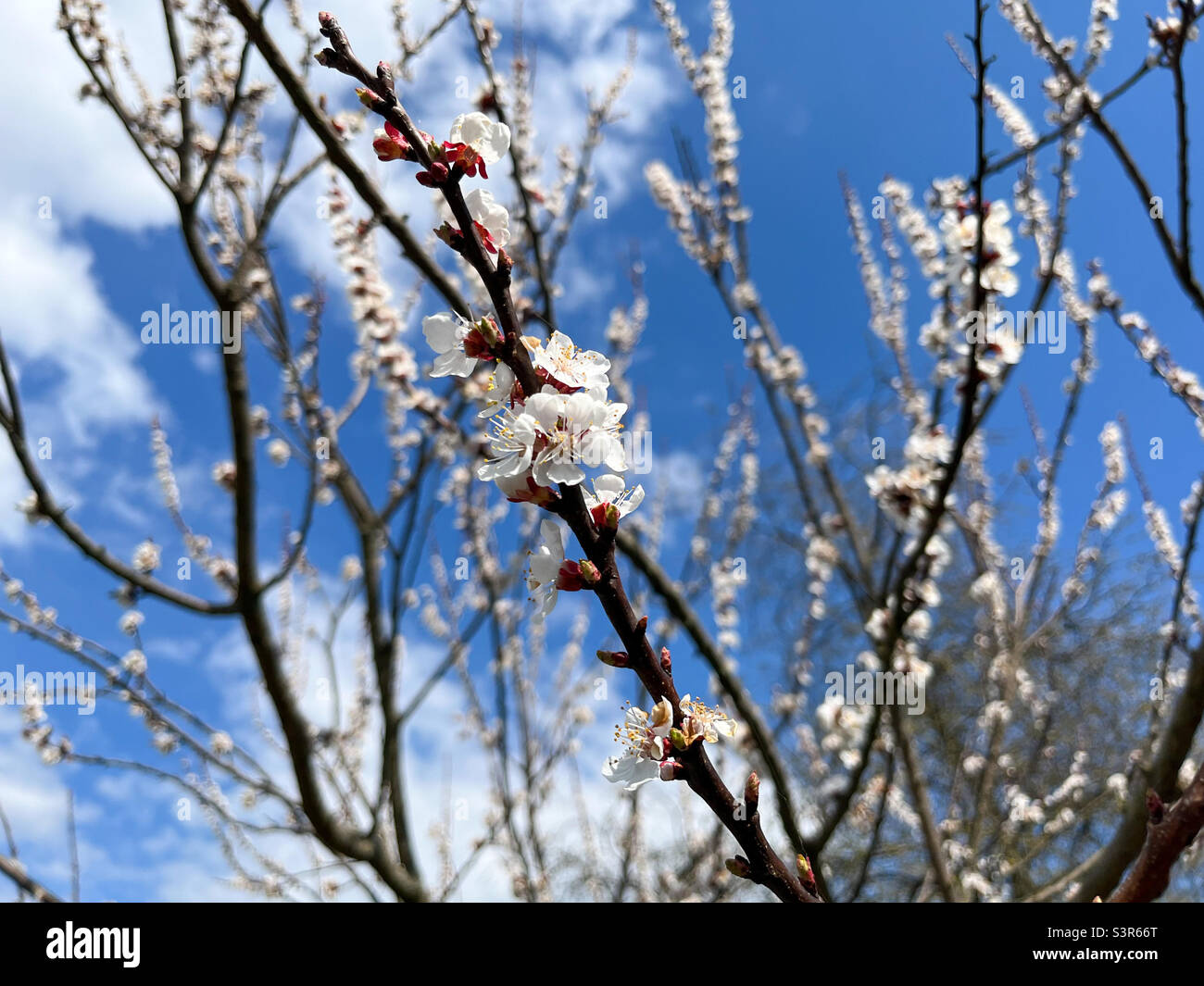 The common apricot (Latin Prunus armeniaca) is a fruit tree, a species from the Apricot (Armeniaca) section of the Plum genus (Prunus) of the Rosaceae family - Smartphone Captured Stock Image