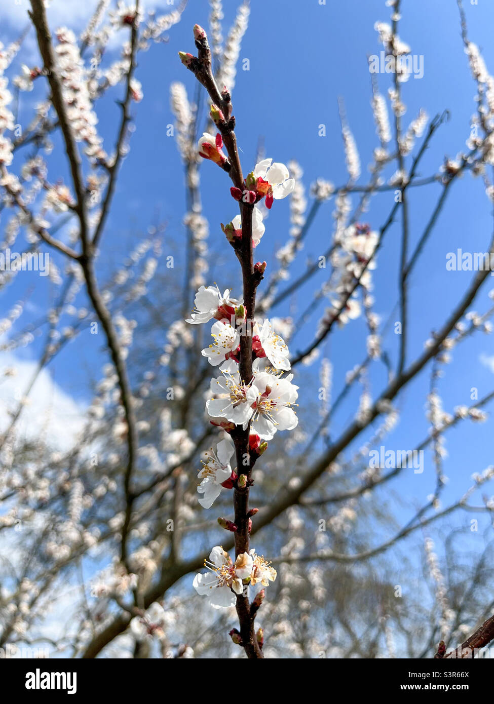 The common apricot (Latin Prunus armeniaca) is a fruit tree, a species from the Apricot (Armeniaca) section of the Plum genus (Prunus) of the Rosaceae family Stock Photo