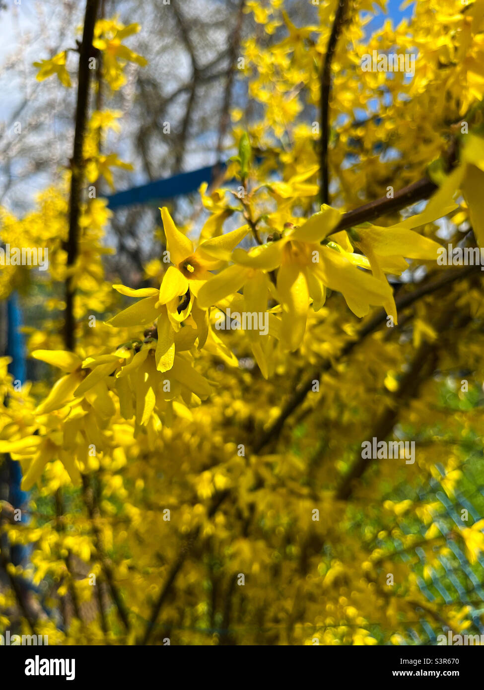 The shrub Forsythia viridissima or supensa bloomed in the spring Stock Photo