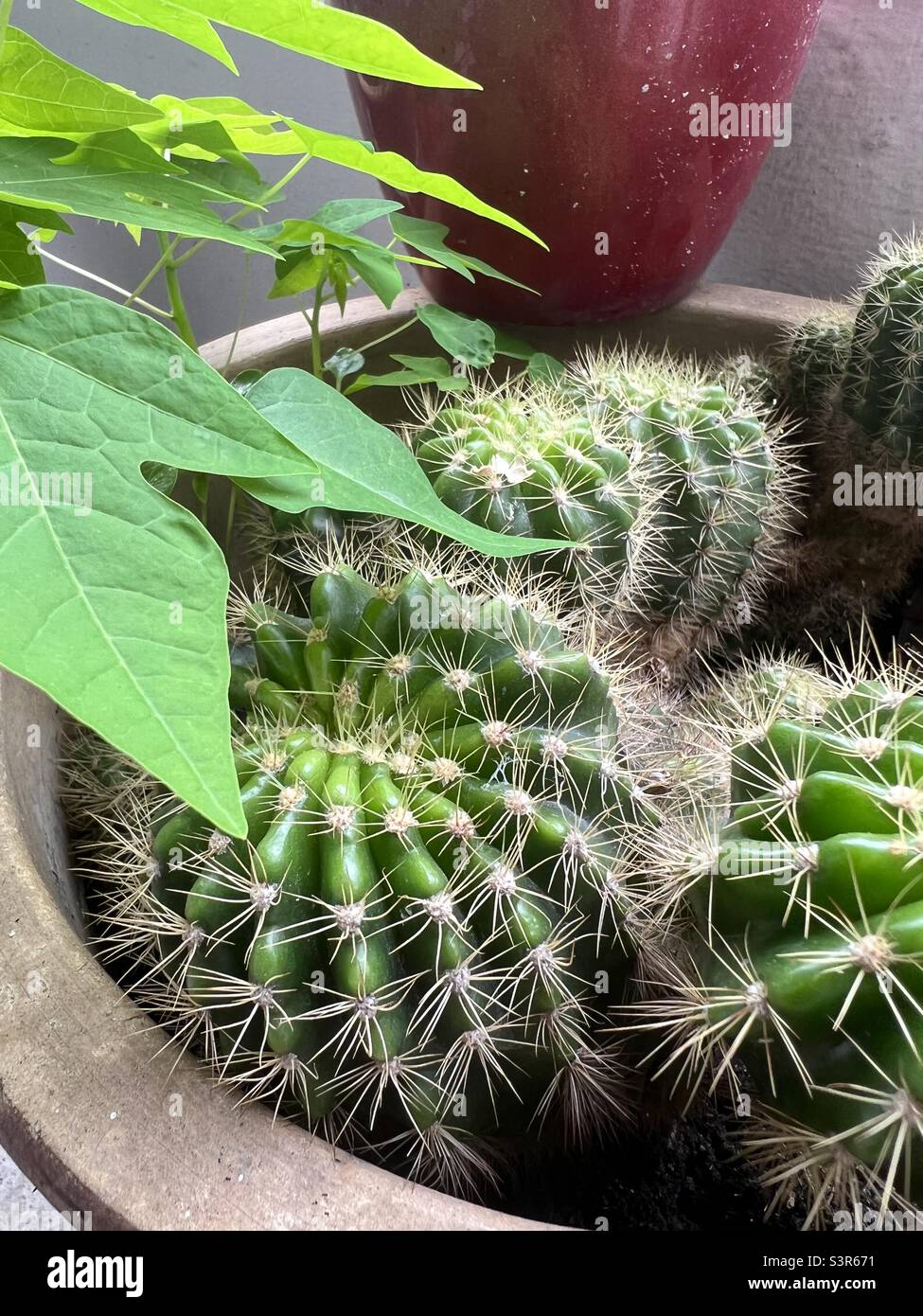Cactus plant nature hi-res stock photography and images - Alamy