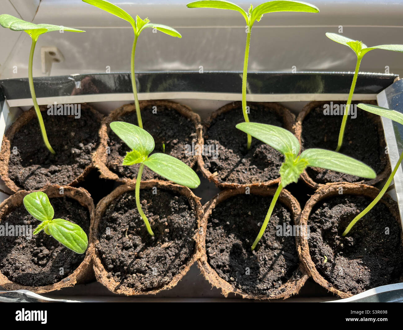 Cucumber seedlings closeup. Cucumber sprouts Stock Photo Alamy