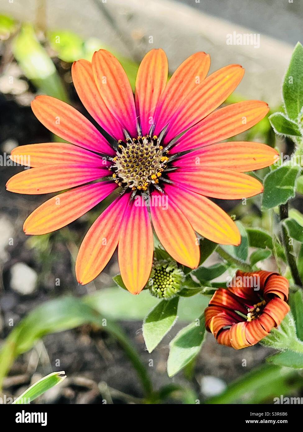 Orange and pink flowers Stock Photo Alamy