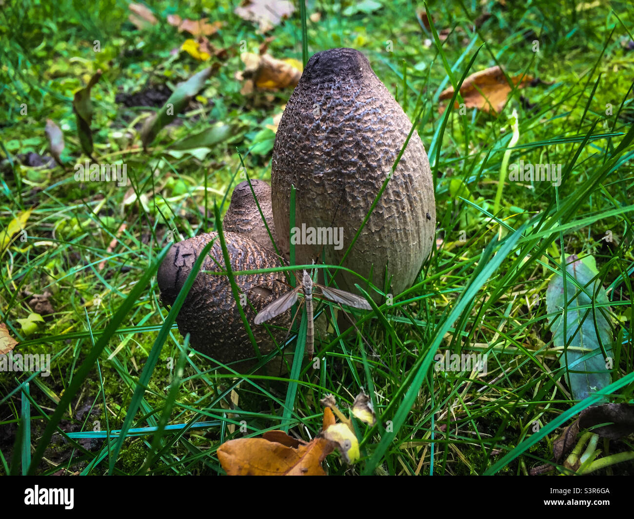 Fungus Inkcap - Smartphone Captured Stock Image