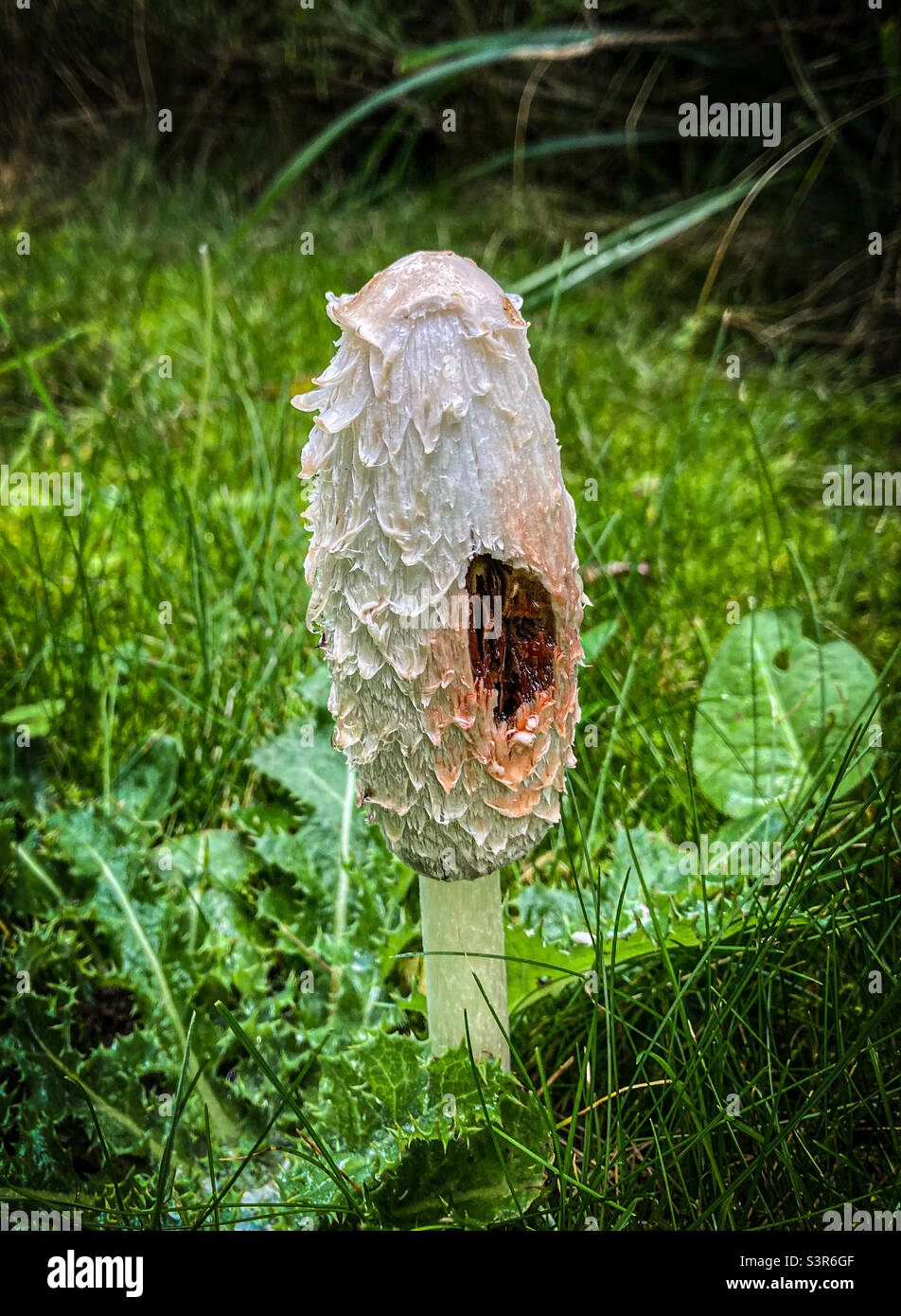Shaggy Ink Cap Fungus - Smartphone Captured Stock Image