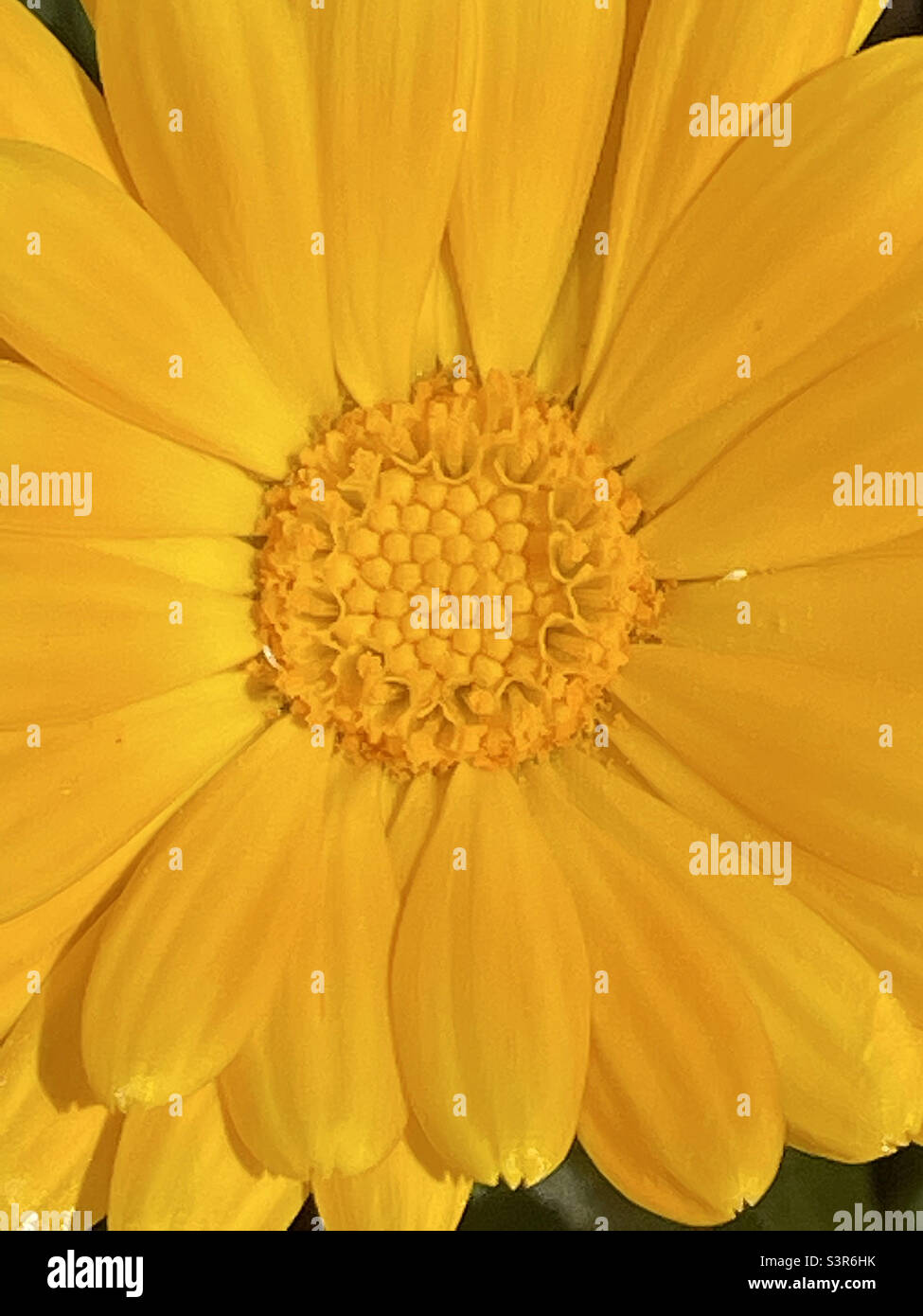 Yellow flower. Close view. - Smartphone Captured Stock Image