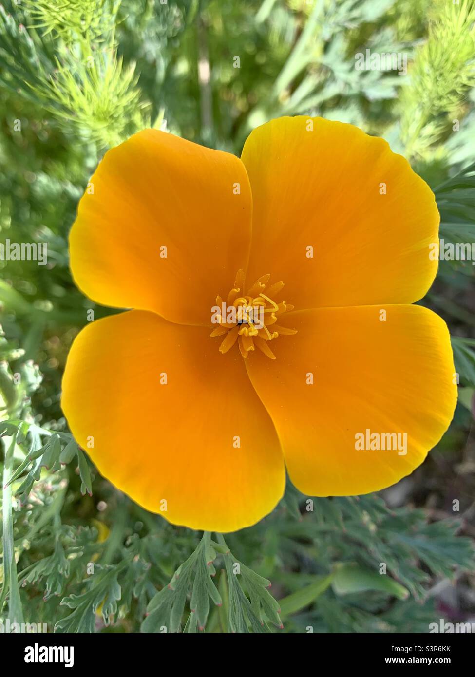 Orange poppy flower Stock Photo
