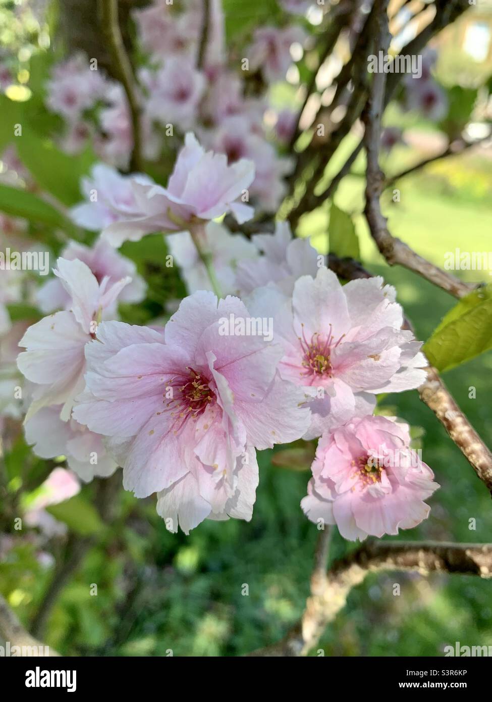 Pink blossom flowers Stock Photo