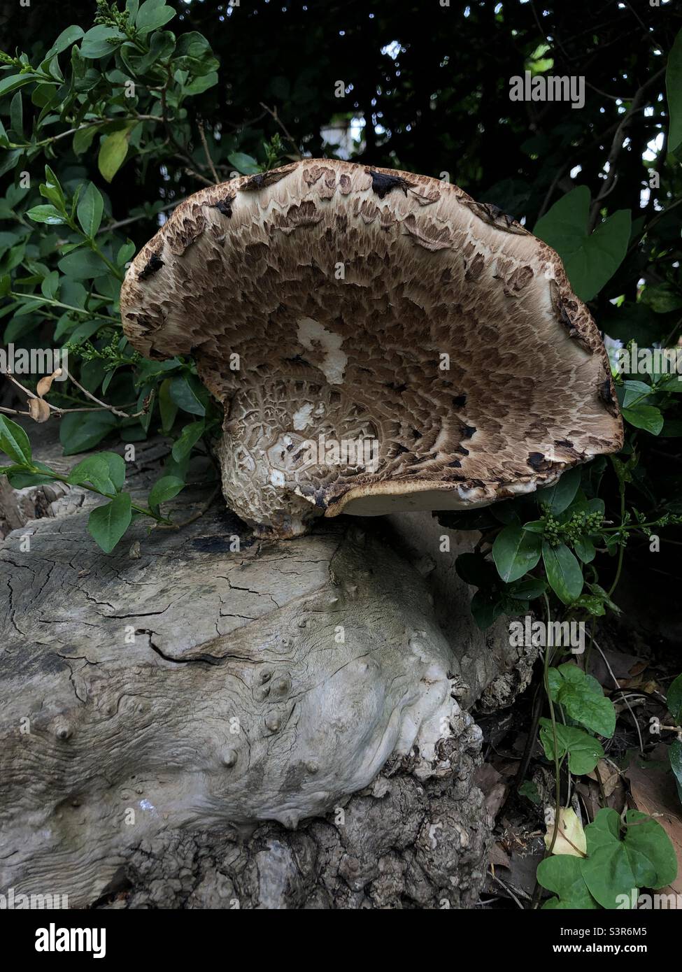 Dryad's saddle mushroom - Smartphone Captured Stock Image