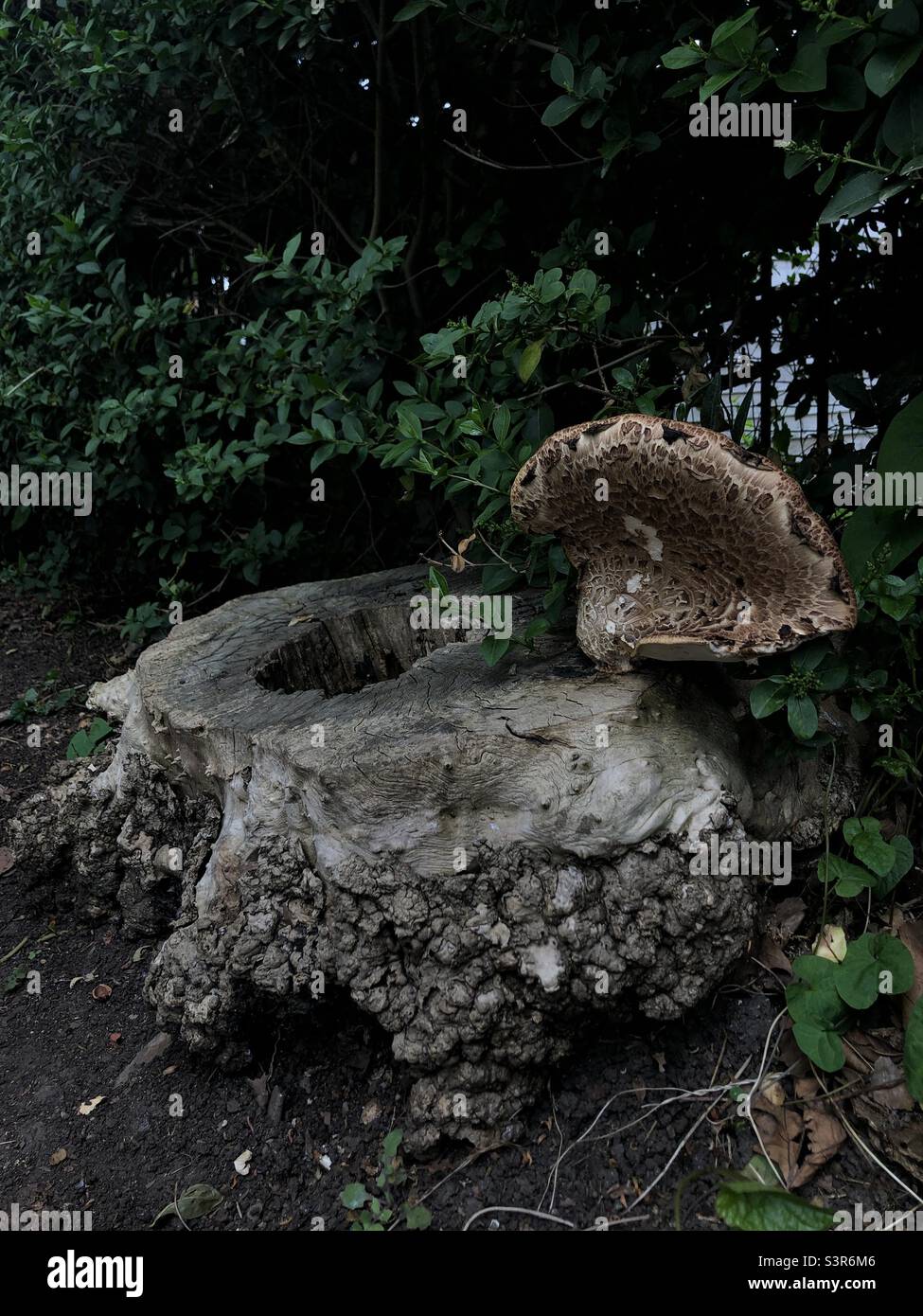 Dryad's saddle  also known as Polyporus squamosus fungi - Smartphone Captured Stock Image