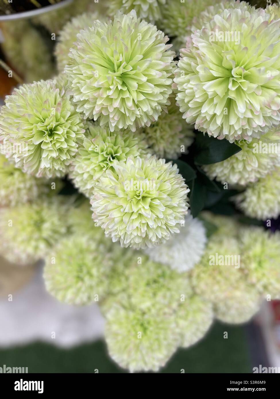 Flower Stockimo Stock Photo
