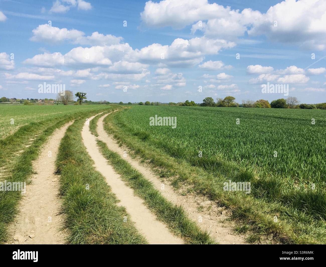 Crops growing in fields, Hertfordshire - Smartphone Captured Stock Image