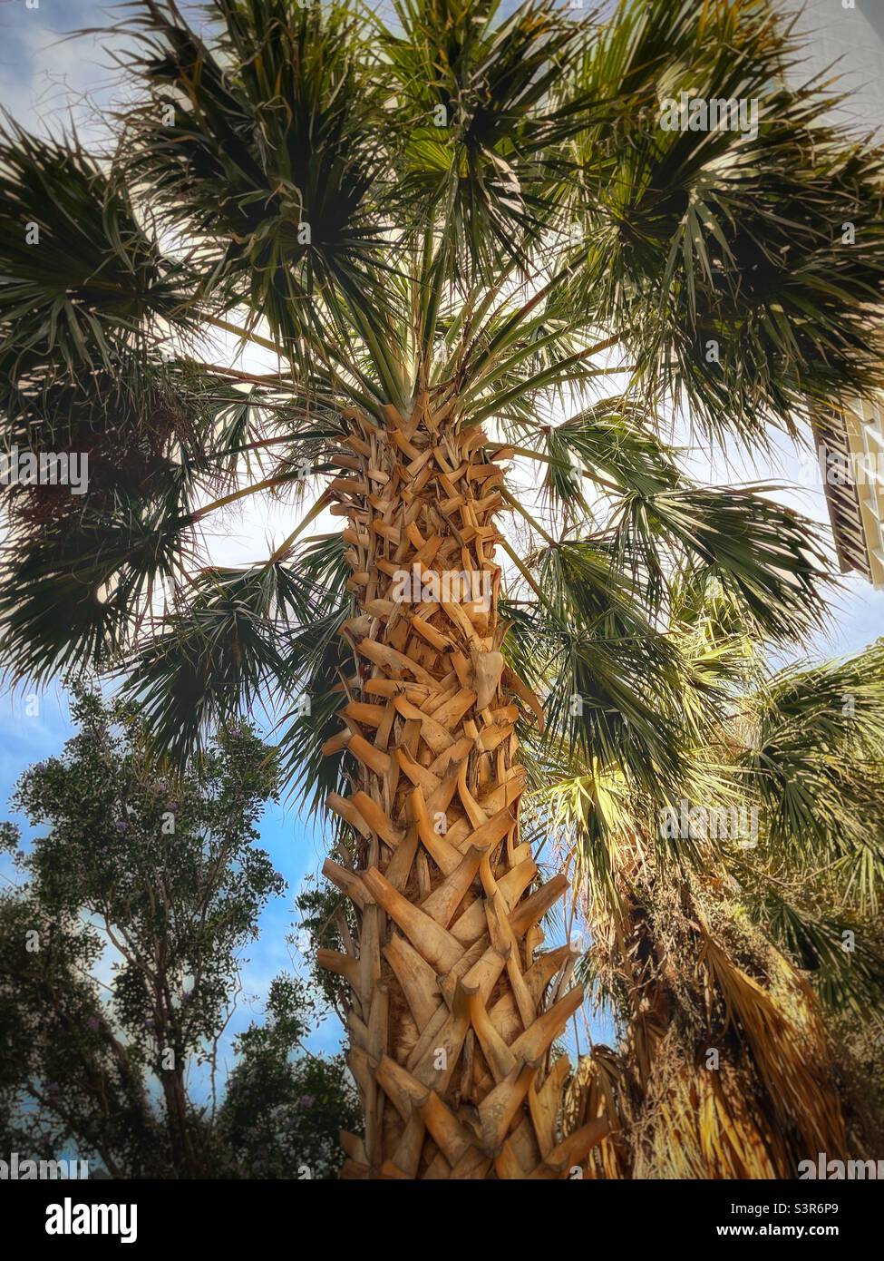 Palm out palmetto tree Stock Photo Alamy