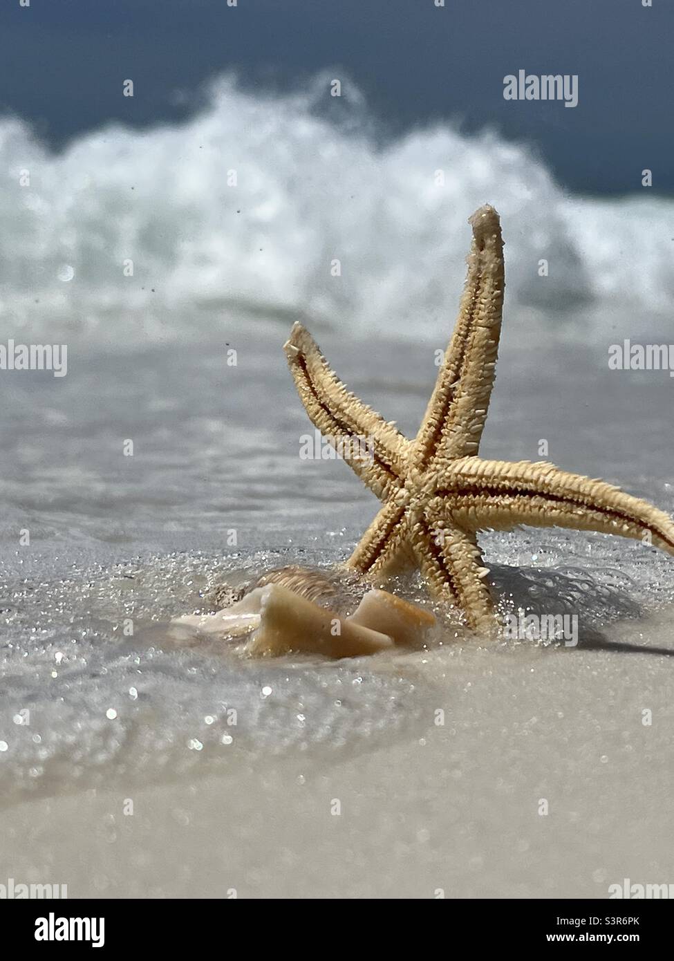 Starfish, seashells and blur wave background - Smartphone Captured Stock Image