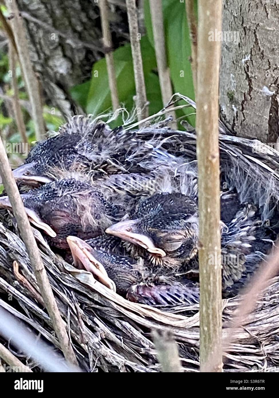 Baby birds in nest Stock Photo Alamy