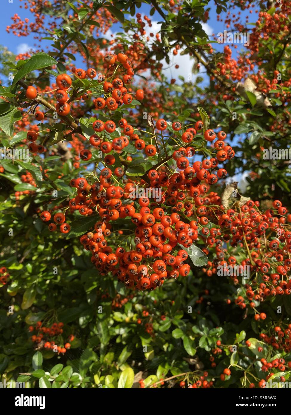 Red berries on a scarlet firethorn bush Stock Photo