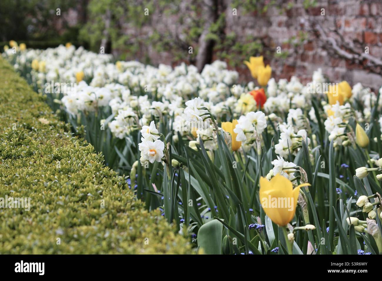 “Cheerfulness” daffodils and tulips at Hinton Ampner in Hampshire Stock Photo