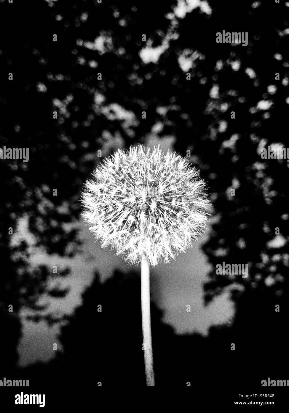 Dandelion photographed in early evening light - Smartphone Captured Stock Image