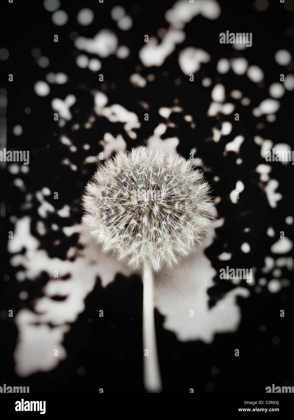 Dandelion close up - Smartphone Captured Stock Image