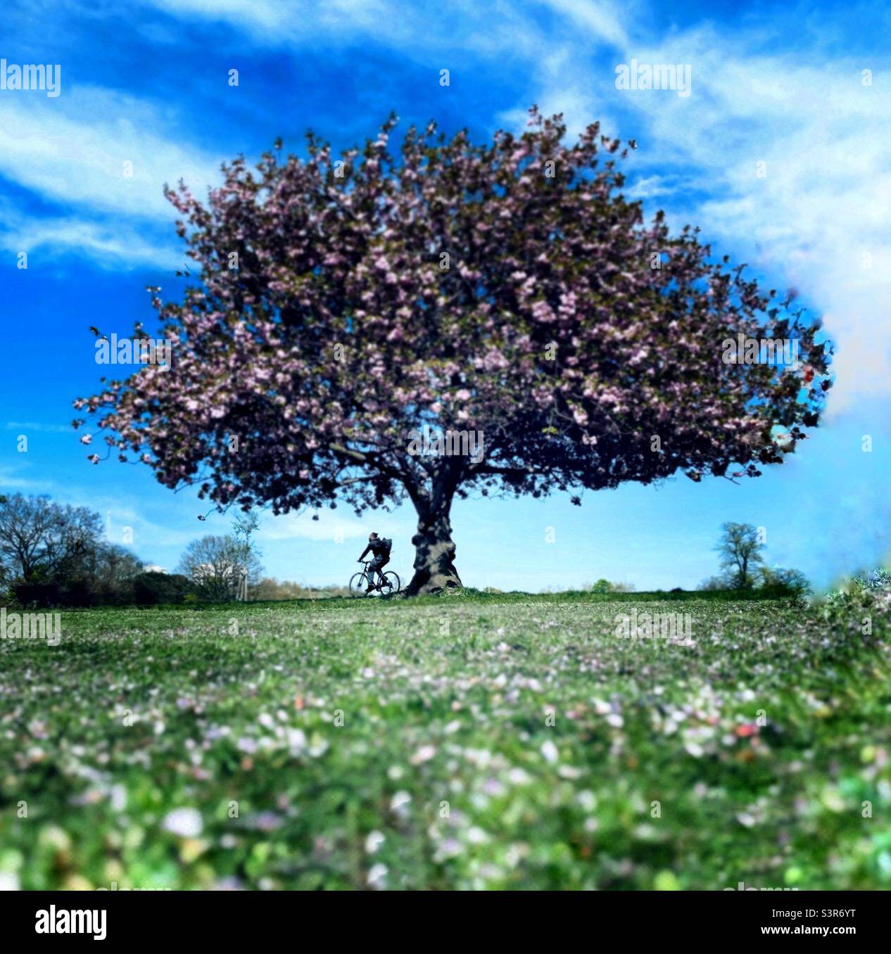 Dulwich park bike hires stock photography and images Alamy
