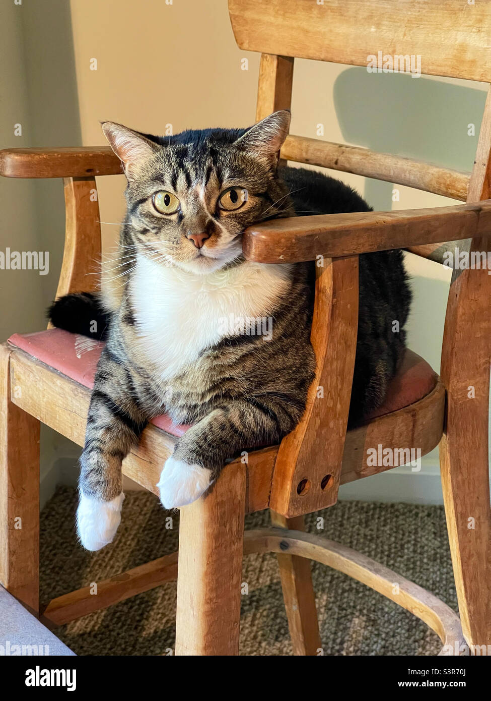 Beautiful domestic short haired female tabby cat lounging around in an antique wooden high chair. Stock Photo