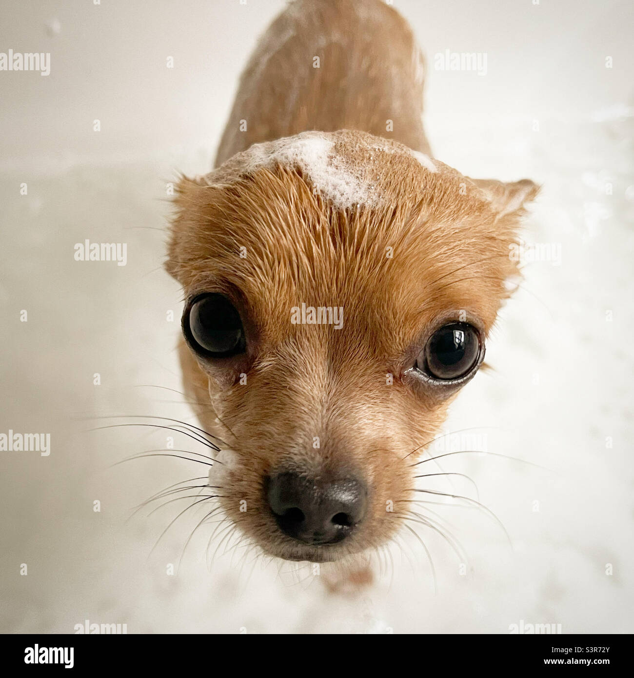 Are Bubble Baths Bad For Dogs