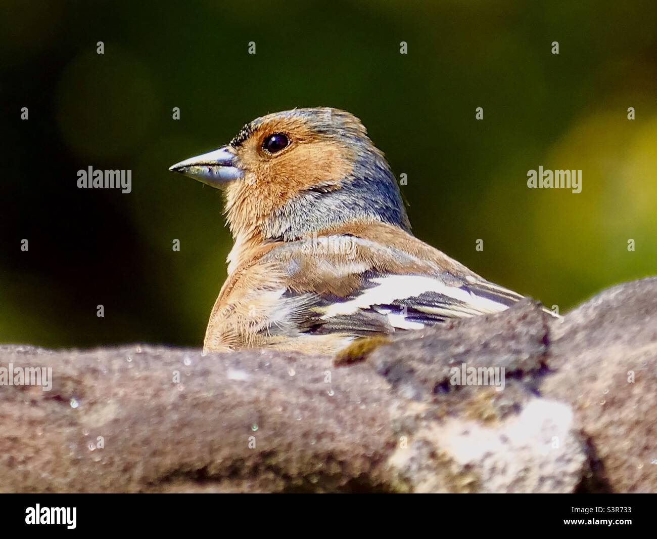 Colourful Chaffinch bird in springtime Stock Photo