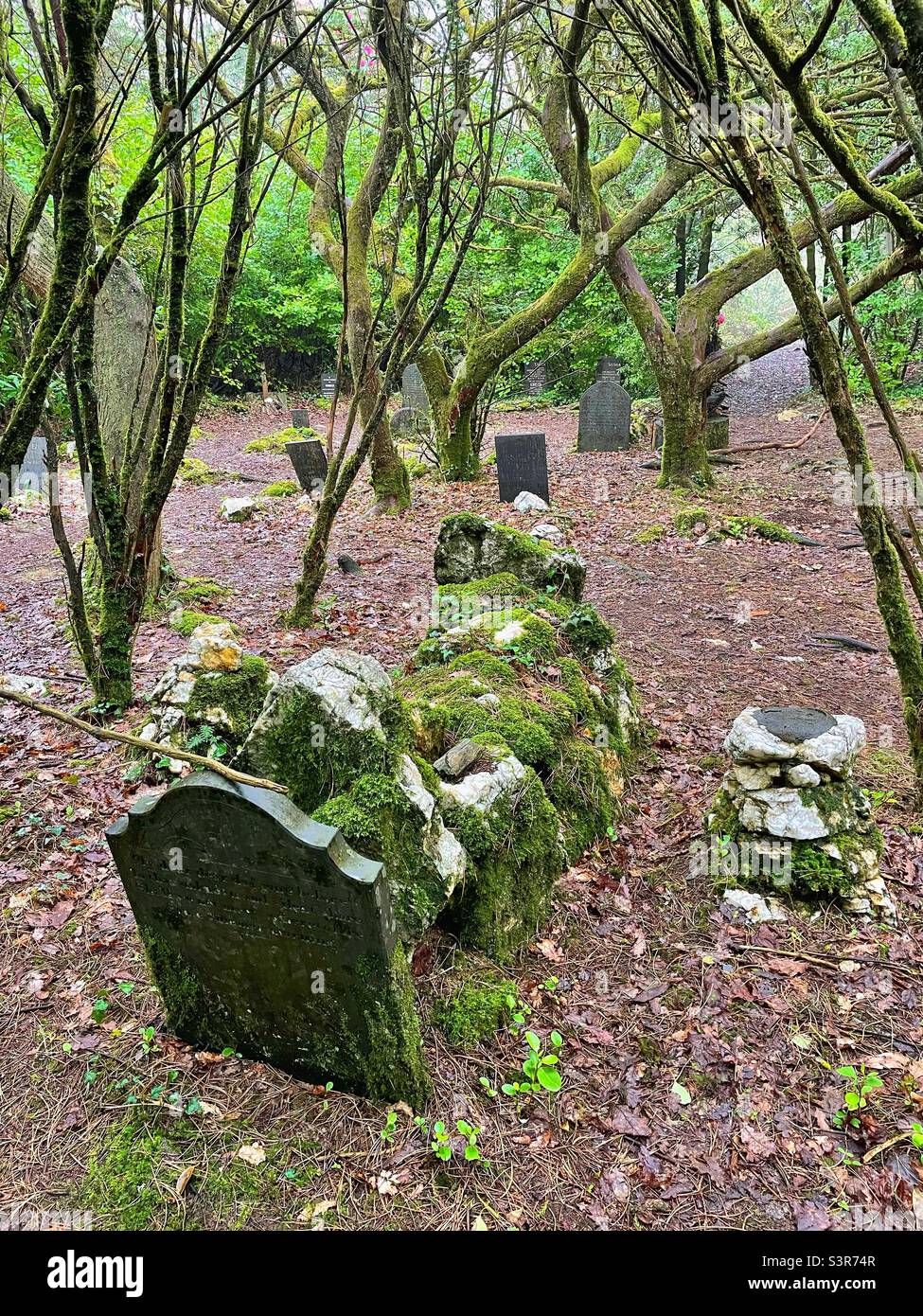 Dog’s graveyard, Portmeirion, April. Stock Photo