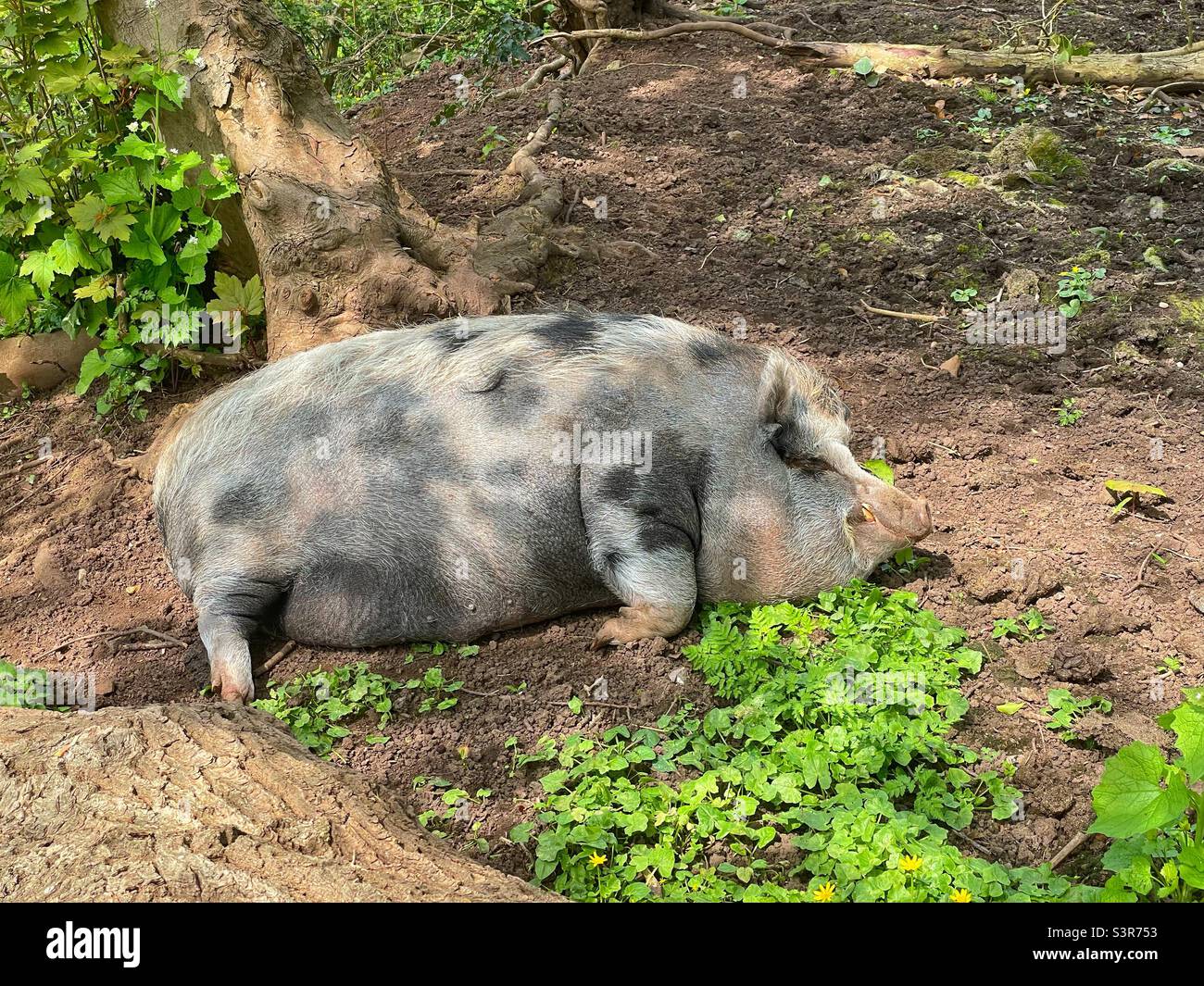 A sleeping pig Stock Photo