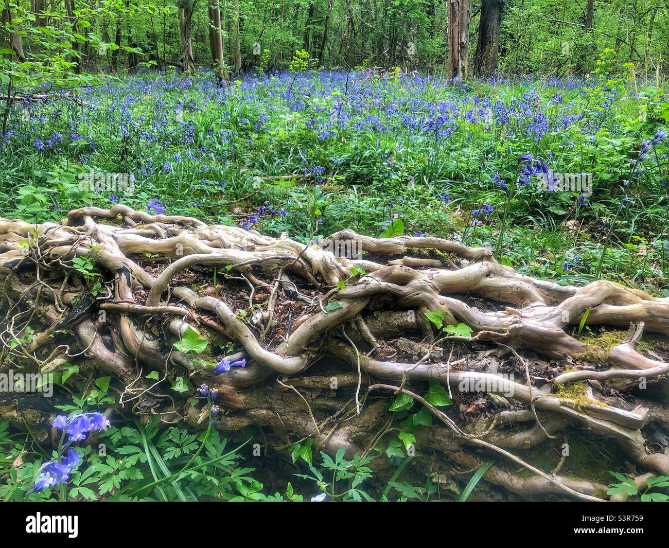 Rotten tree and dead Ivy Vines in a bluebells woods, Winchester UK Spring 2022 - Smartphone Captured Stock Image
