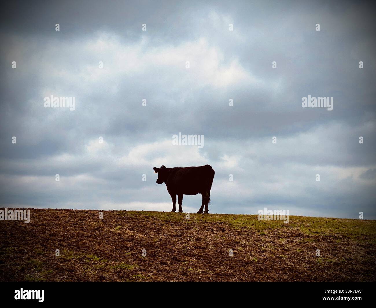 A lone black cow on top of a hill with a blue cloudy sky.  Photo taken in Missouri. Stock Photo