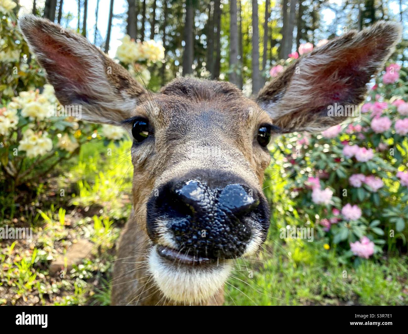 Extreme close up of a deer looking into camera. Stock Photo