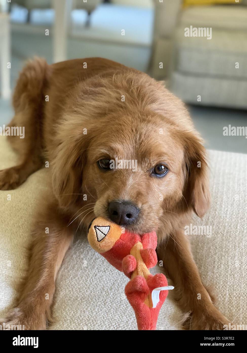 Playful pup Stock Photo