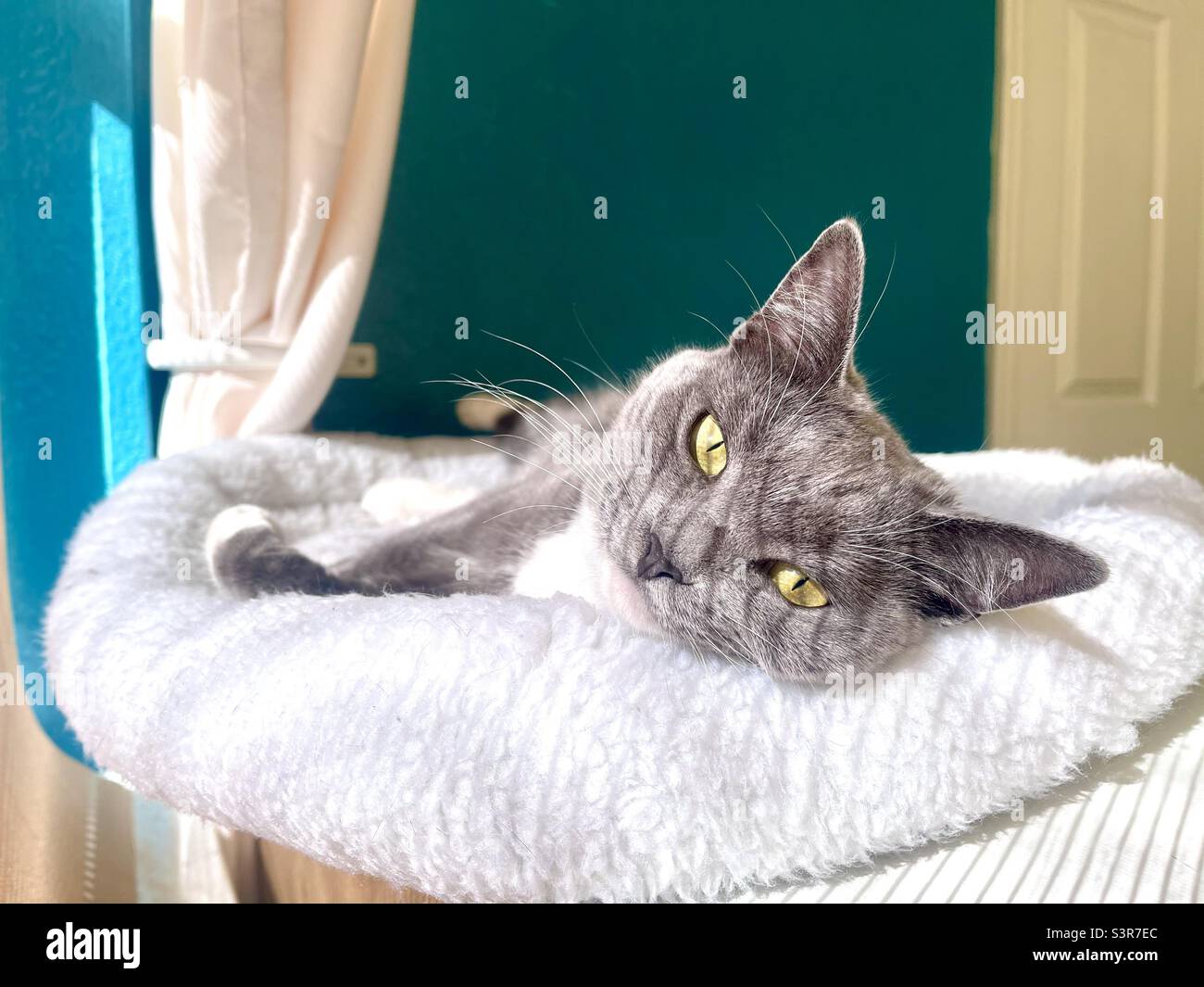 Striking gray and white cat with gold green eyes laying in window on soft bed, shadow lines across face, blue green wall in background Stock Photo