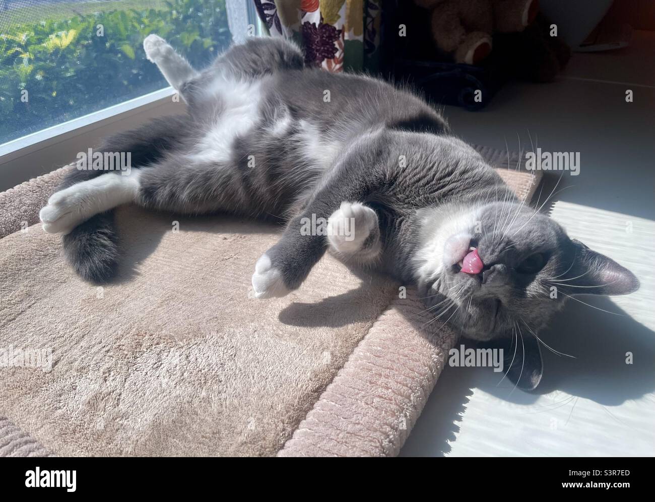 Cat on back showing tummy, tongue out, in sunny window, funny face, could care less Stock Photo
