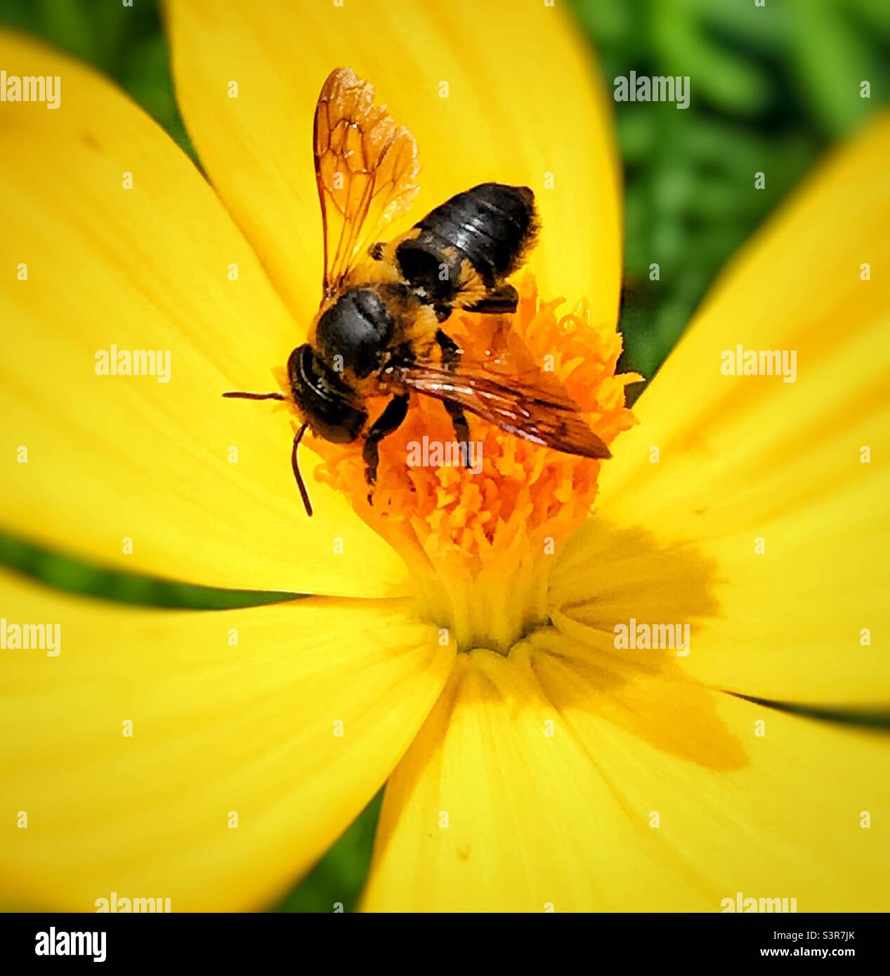 Beautiful honey bee hi-res stock photography and images - Alamy