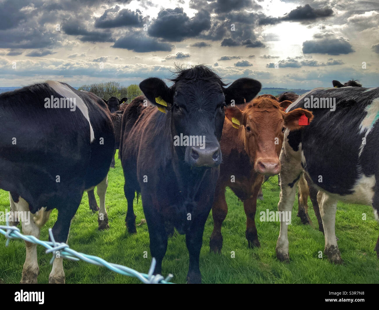 Cows in a field Guiseley West Yorkshire Stock Photo