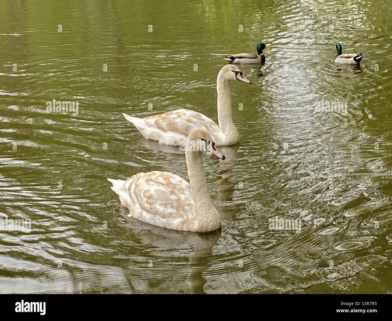 Two young swans swimming on a lake Stock Photo