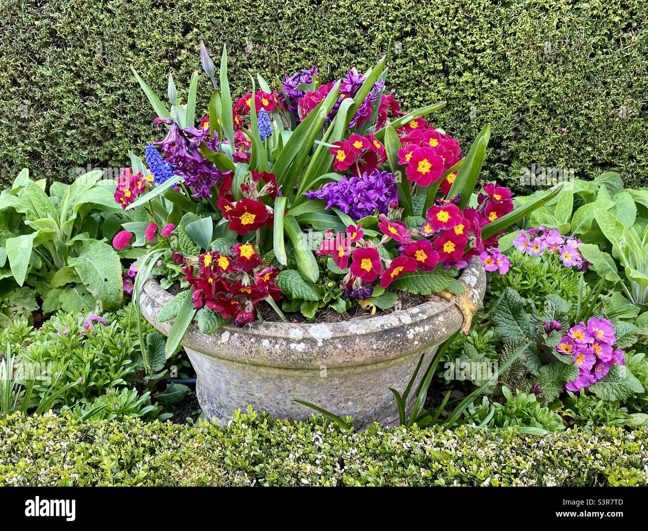 Colourful spring flowers in a stone flower pot Stock Photo