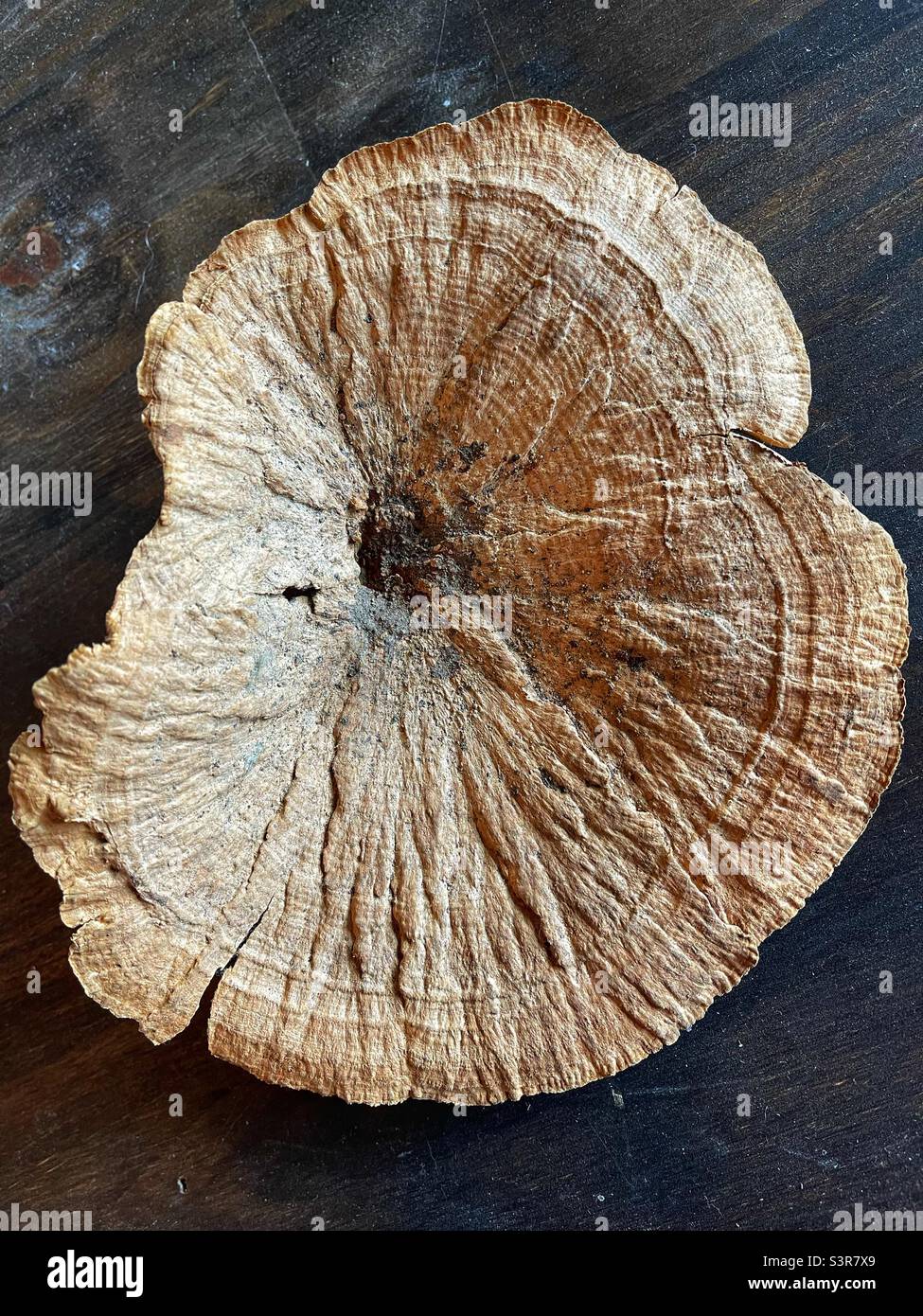 Flat round mushroom Stock Photo