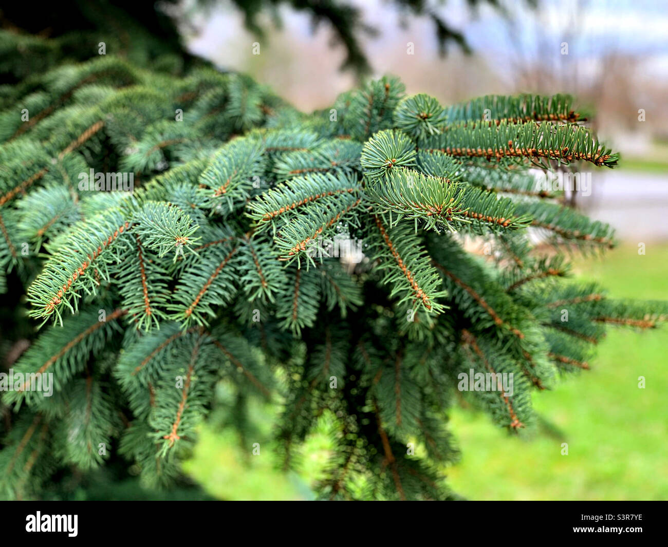 Close up large branch hi-res stock photography and images - Alamy