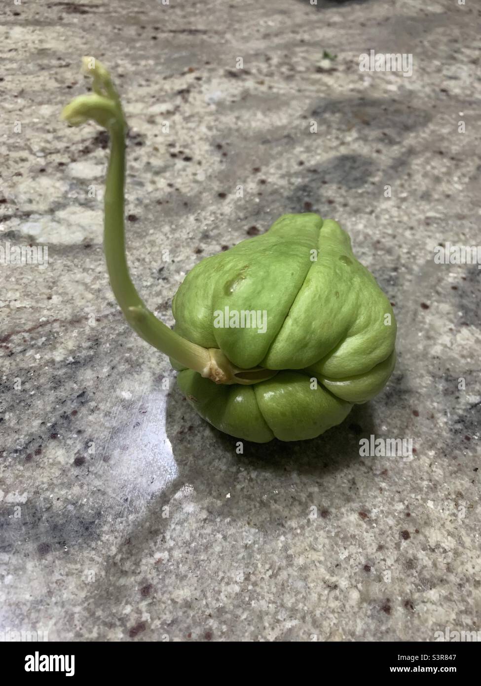 Chayote striving to survive Stock Photo