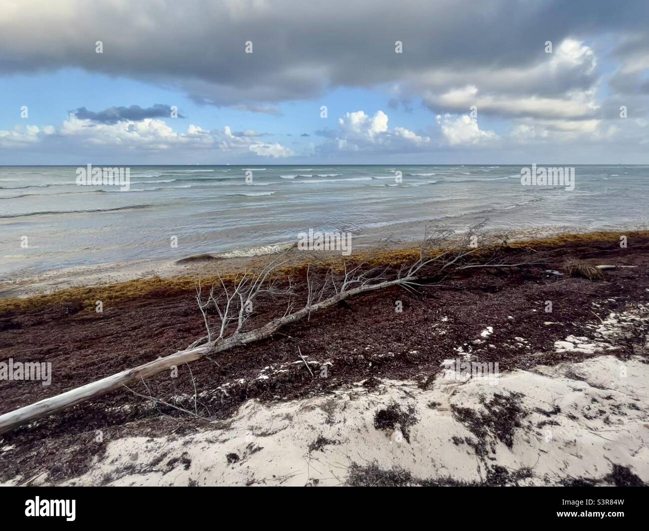 Dead wood, fallen tree on beach in Mexico with darkening clouds - Smartphone Captured Stock Image