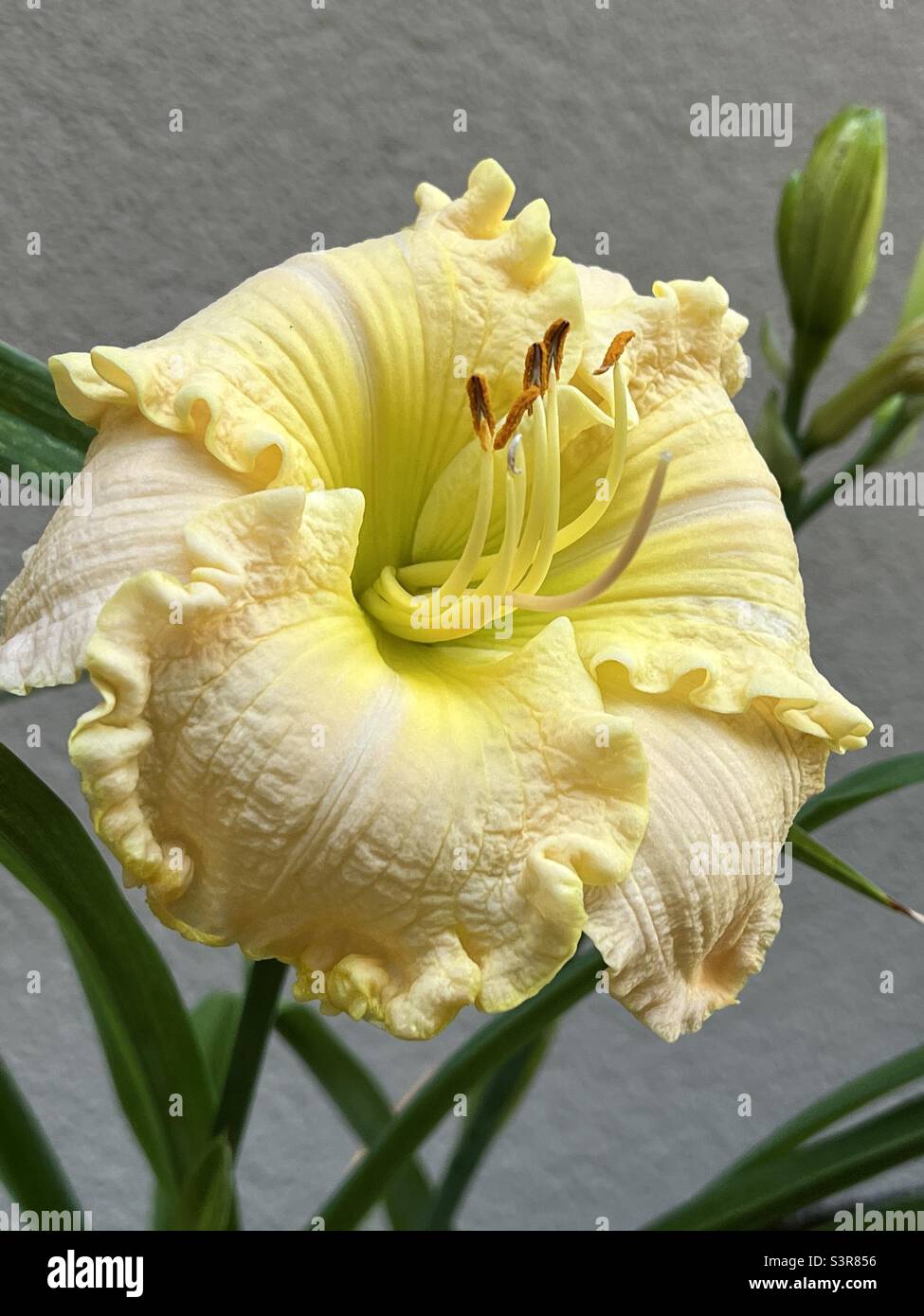 Yellow ruffle Lily Stock Photo