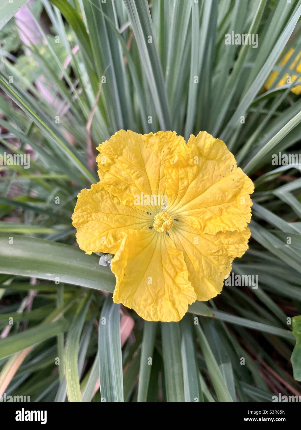 Yellow luffa loofah flower Stock Photo