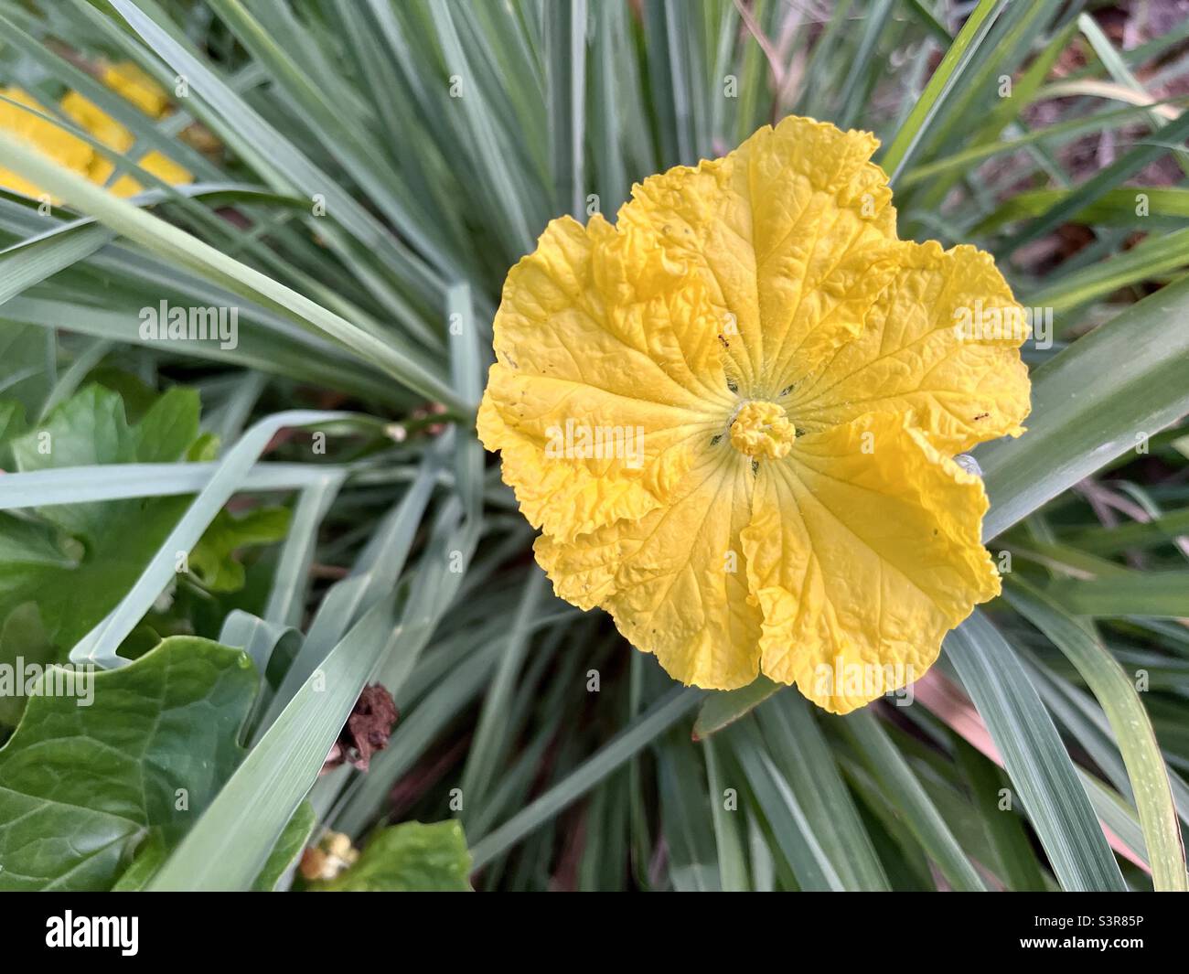 Yellow loofah luffa flower Stock Photo