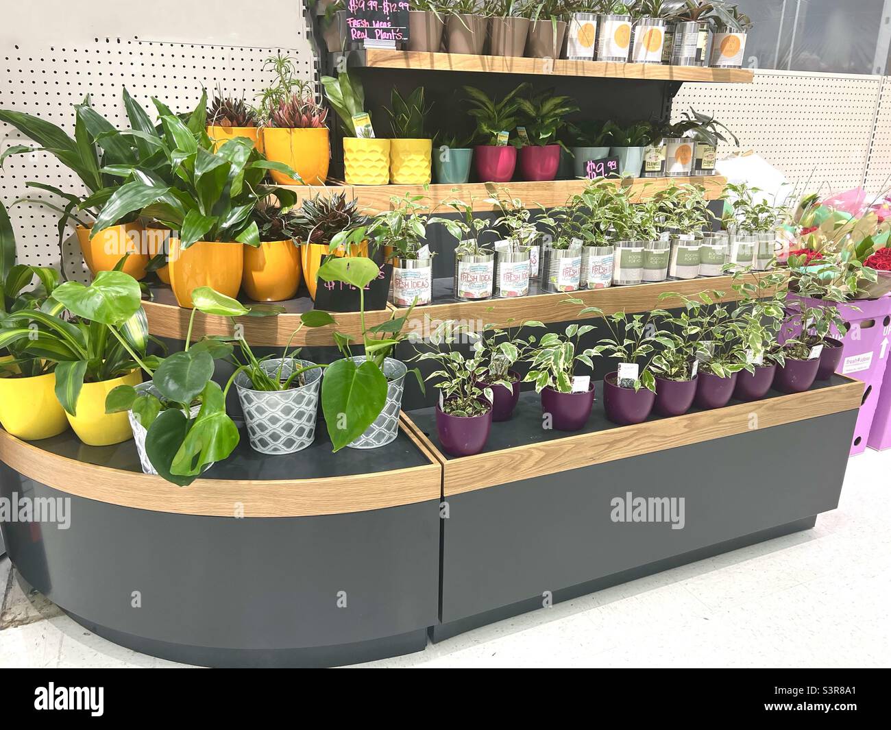 Plants potted plants for sale at the local flower shop Stock Photo Alamy
