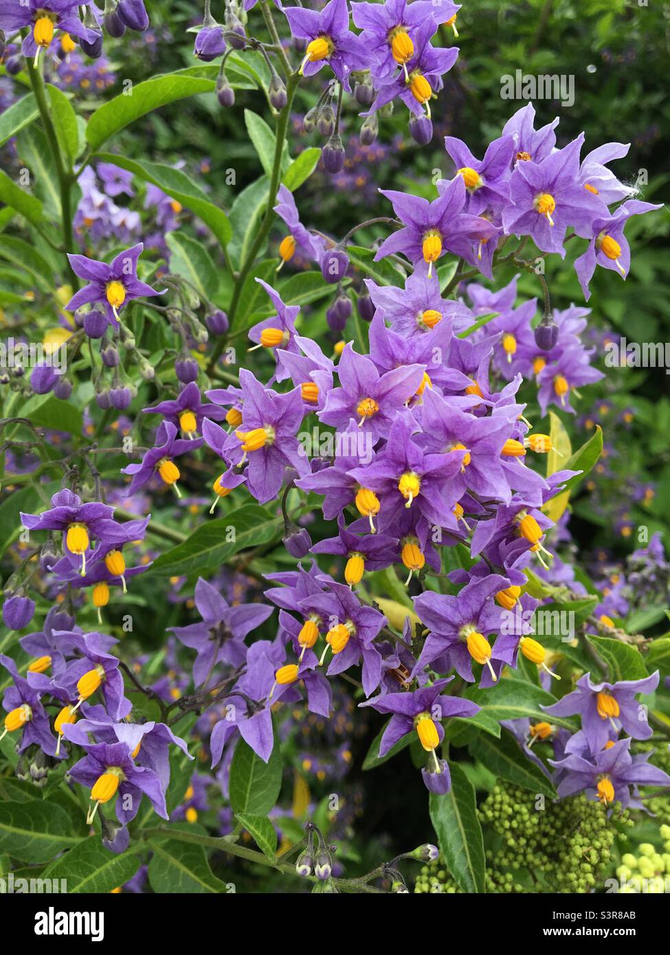 Purple and yellow flowers of the poisonous Bittersweet plant. Solanum Dulcamara. A member of the Nightshade family - Smartphone Captured Stock Image
