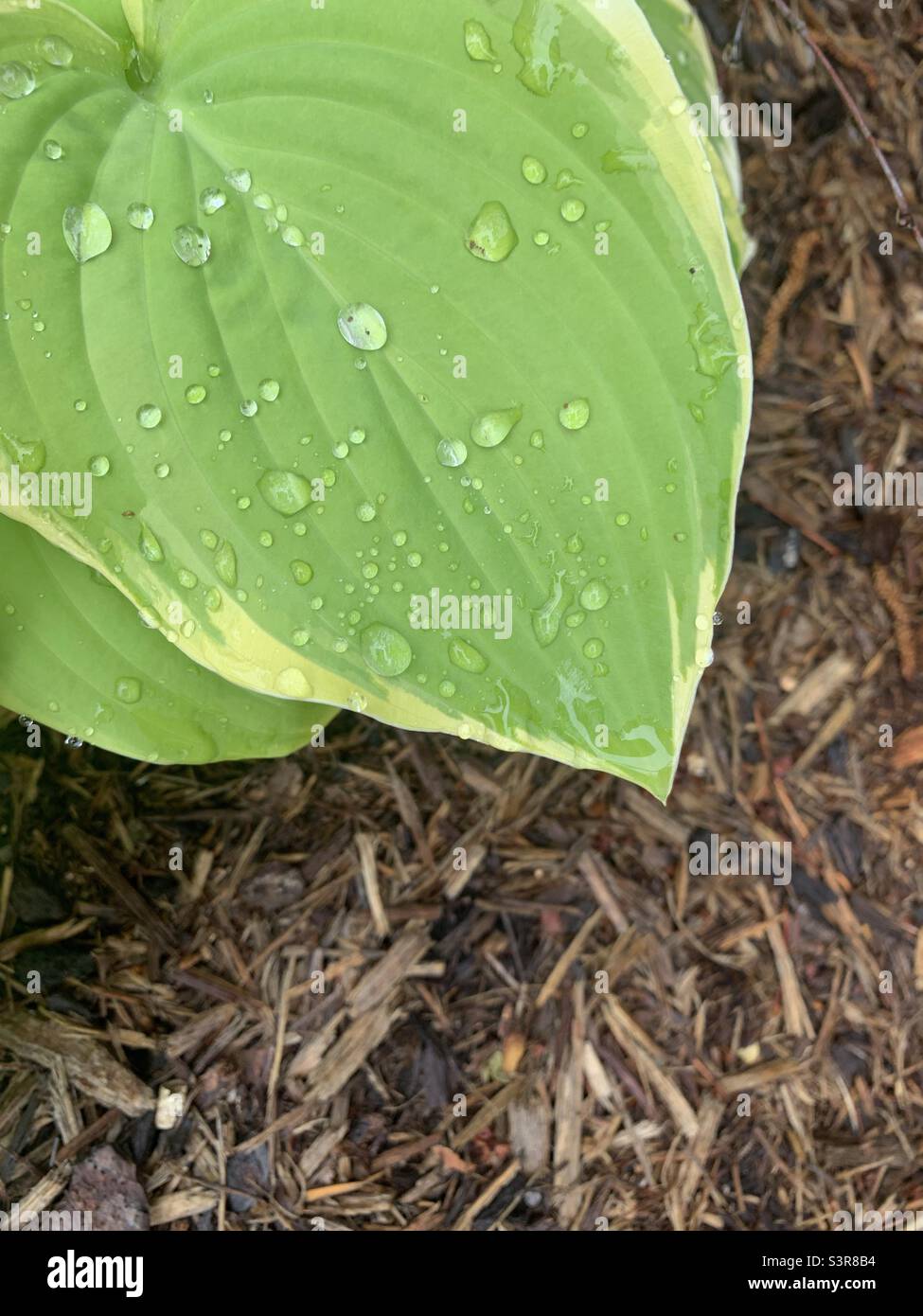 Wet Leaf - Smartphone Captured Stock Image