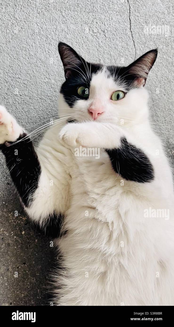 Black and white cat with green eyes laying on back on gray concrete cement, tummy up, looking at you with paw covering mouth, looks surprised, shocked, startled, bright light Stock Photo